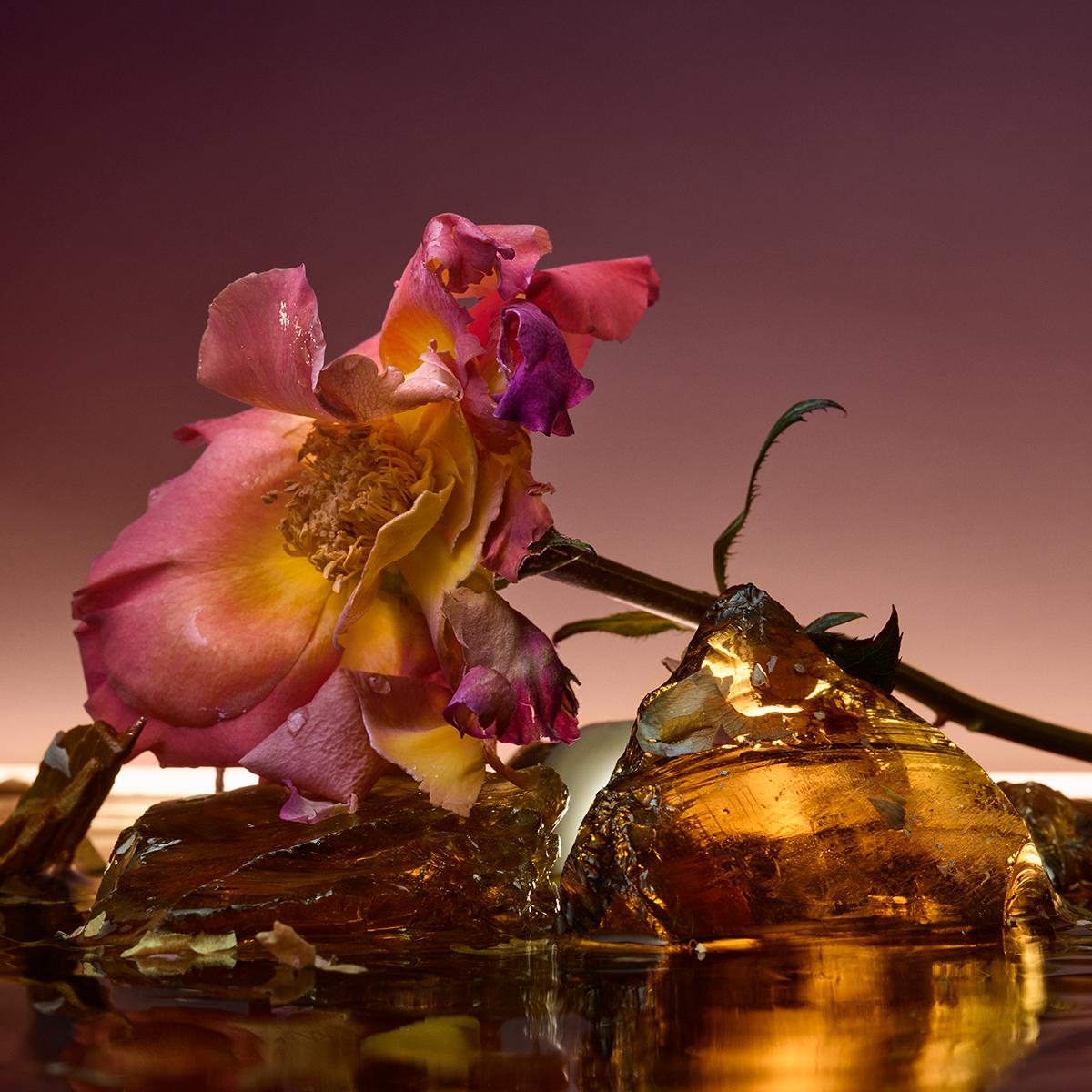 D'Orsay - Rose Blaze Extrait de Parfum