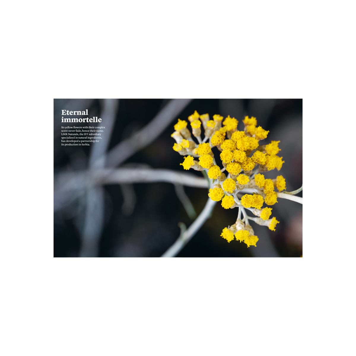 By Nez - The Olfactory Magazine 14 Music & Perfume