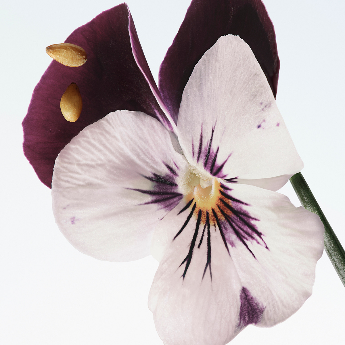Dries Van Noten - Velvet Violet Eau de Parfum
