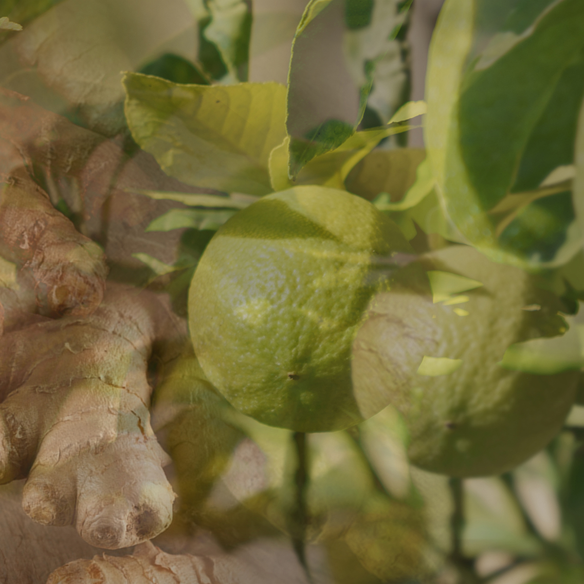Dr. Vranjes Firenze - Ginger Lime Diffuser