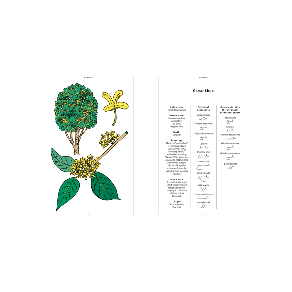 By Nez - Collective Osmanthus In Perfumery