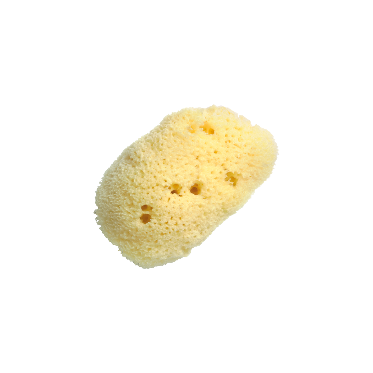 Huygens - Small Ultra Soft Sea Sponge