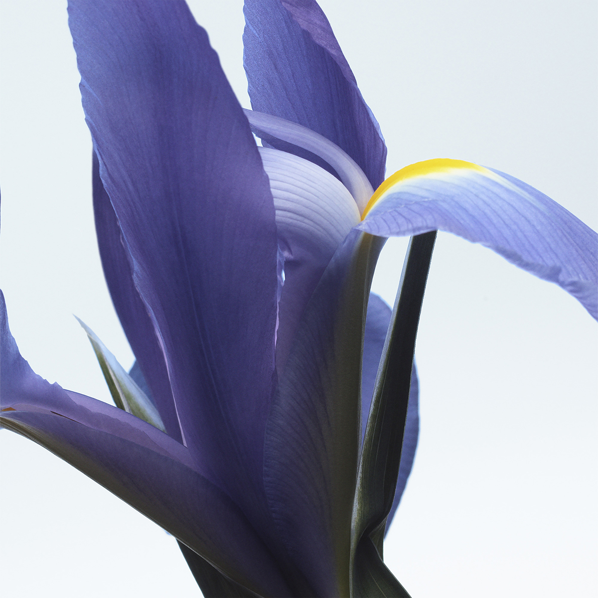 Dries Van Noten - Neon Garden Hand Cream