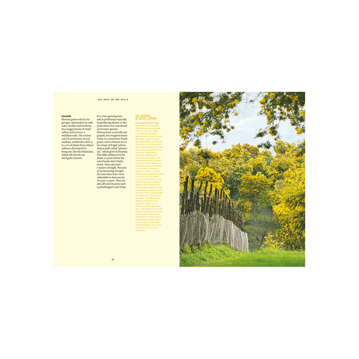 By Nez - Collective Mimosa In Perfumery
