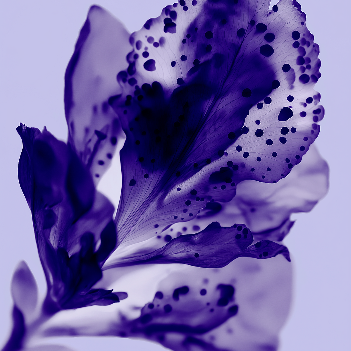27 87 Perfumes - 2020 Lavender Extrait de Parfum