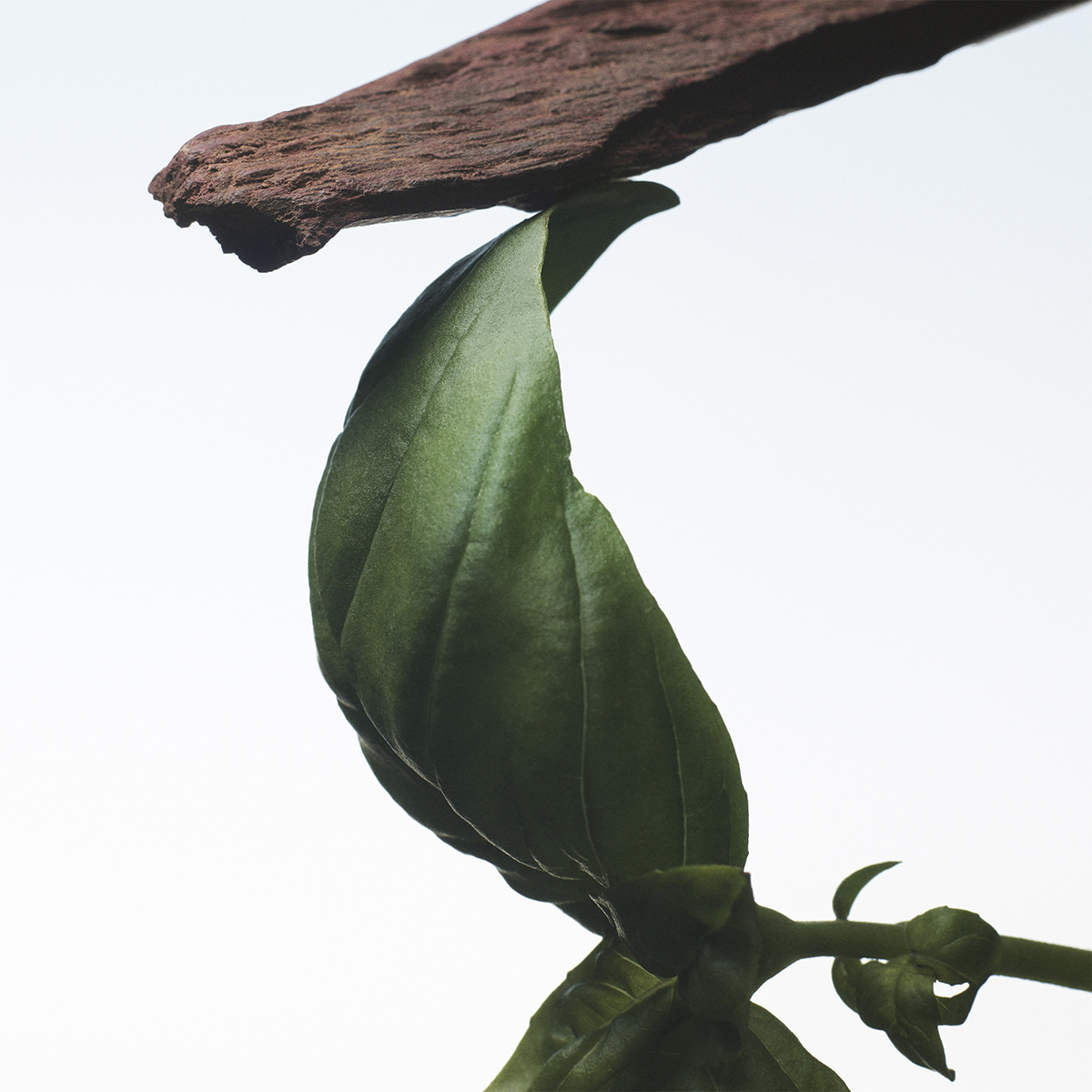 Dries Van Noten - Crazy Basil Eau de Parfum