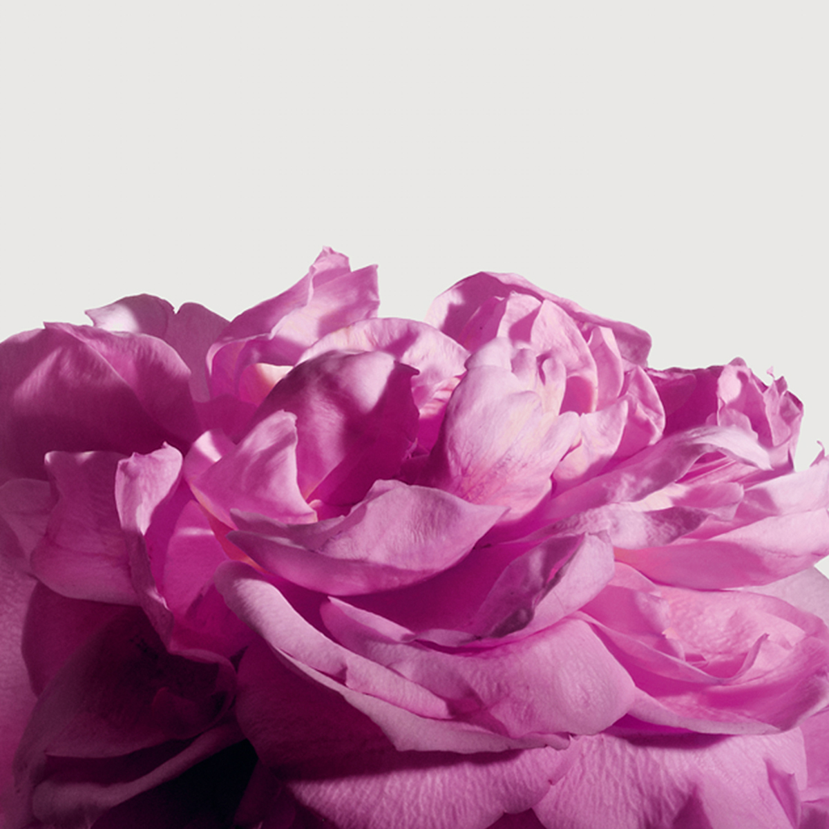 Matiere Premiere - Radical Rose Extrait de Parfum