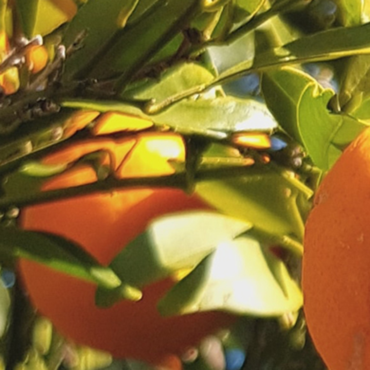 Dr. Vranjes Firenze - Arancio Cannella