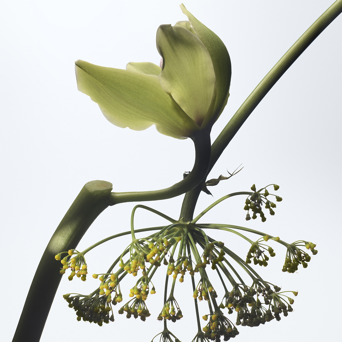 Dries Van Noten - Vanille Camouflage Eau de Parfum