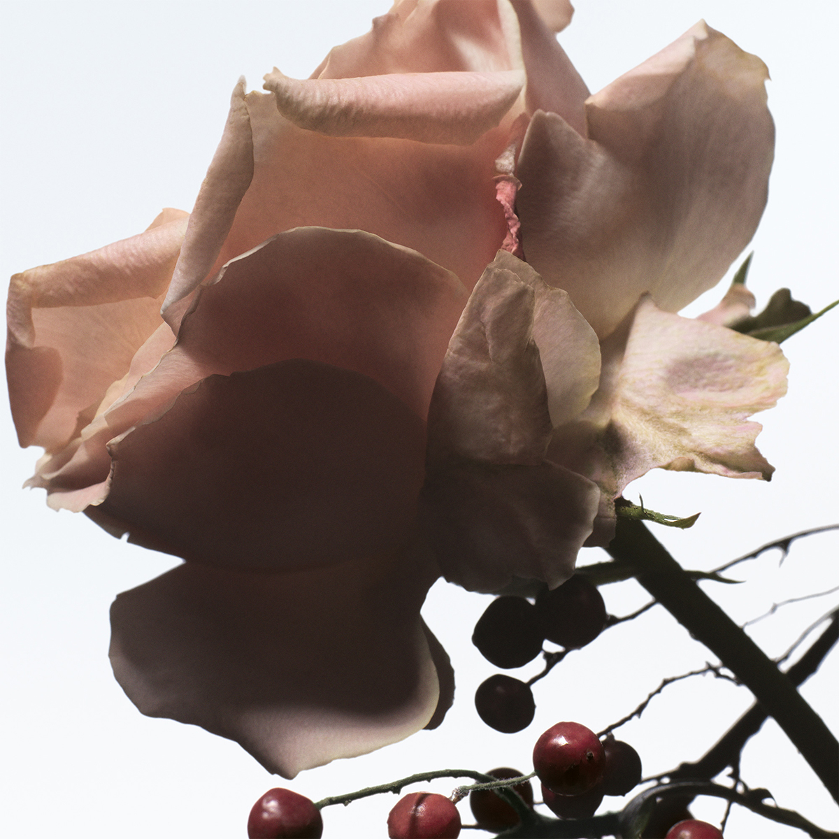 Dries Van Noten - Raving Rose Eau de Parfum