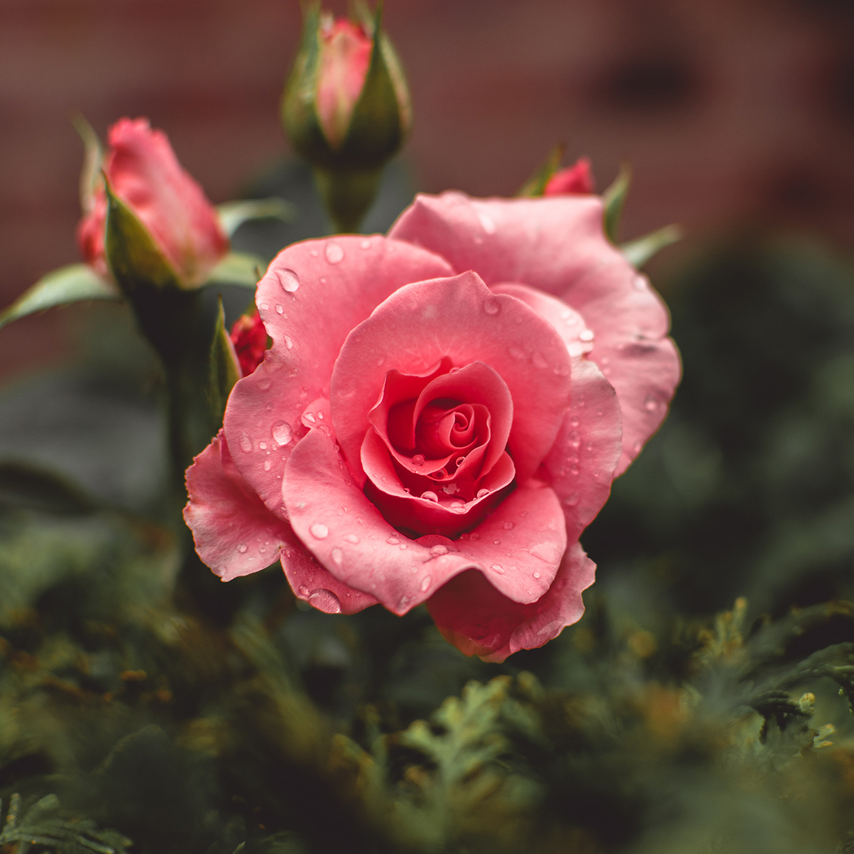 Masterclasses - Masterclass on Demand: Story of Roses