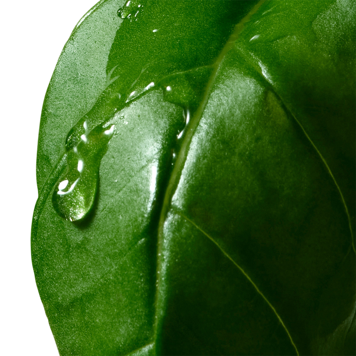 Dries Van Noten - Basil and Hinoki Liquid Soap Refill