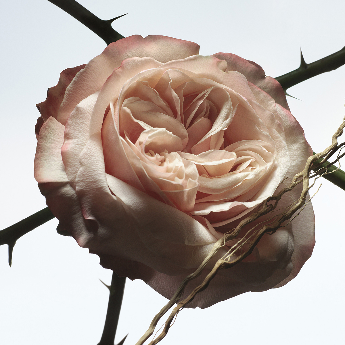 Dries Van Noten - Rosa Carnivora Eau de Parfum Refill