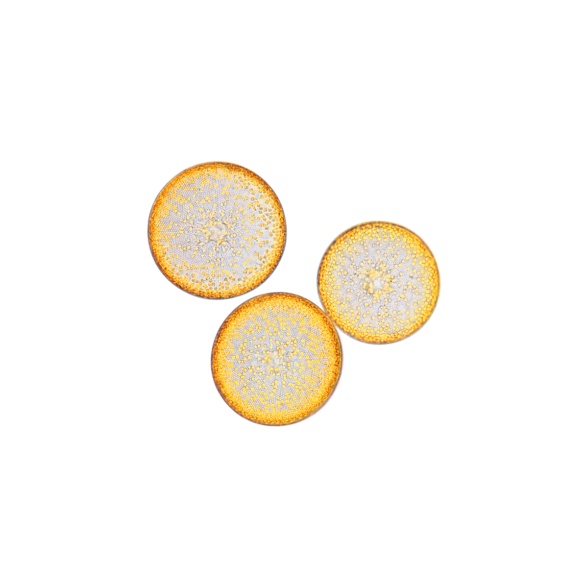 Omorovicza - Midnight Renewal