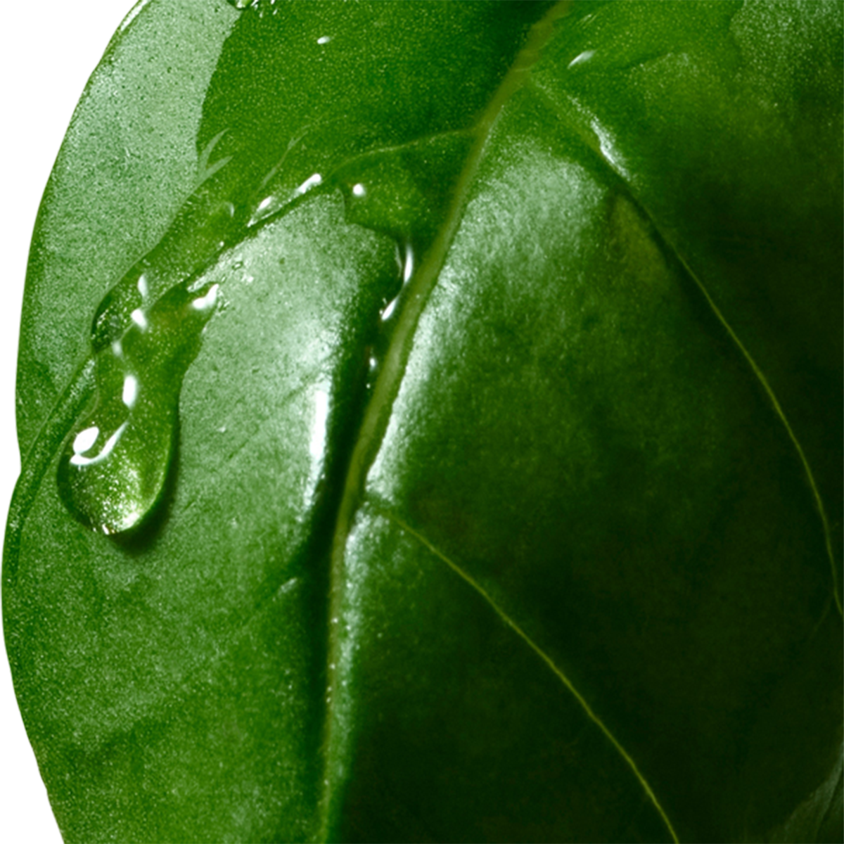 Dries Van Noten - Basil and Hinoki Hand Cream