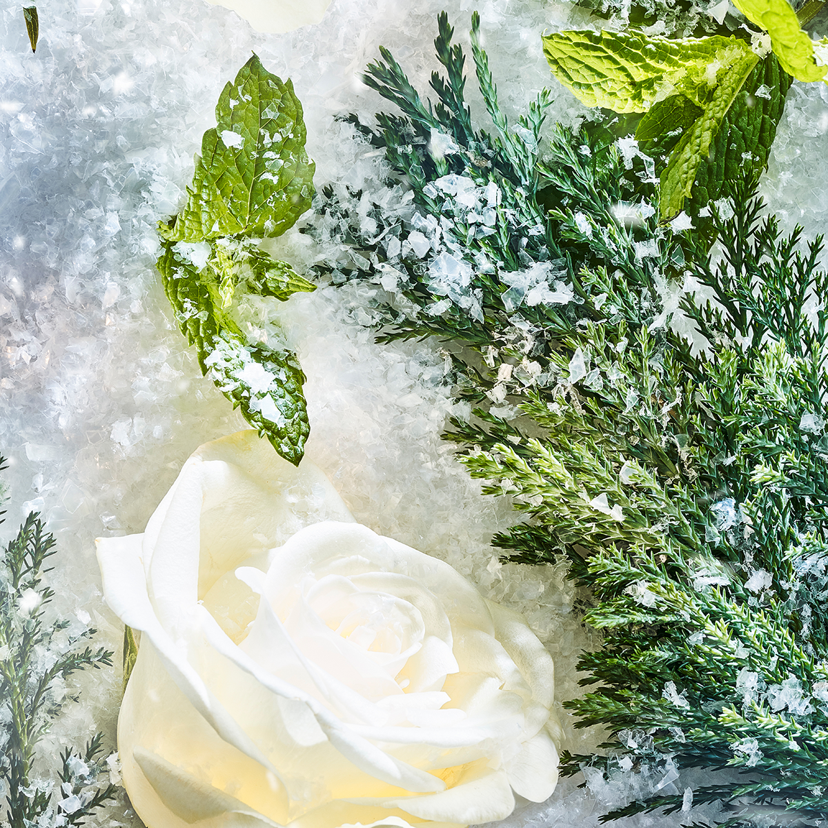 ROJA London - Isola Snow Parfum