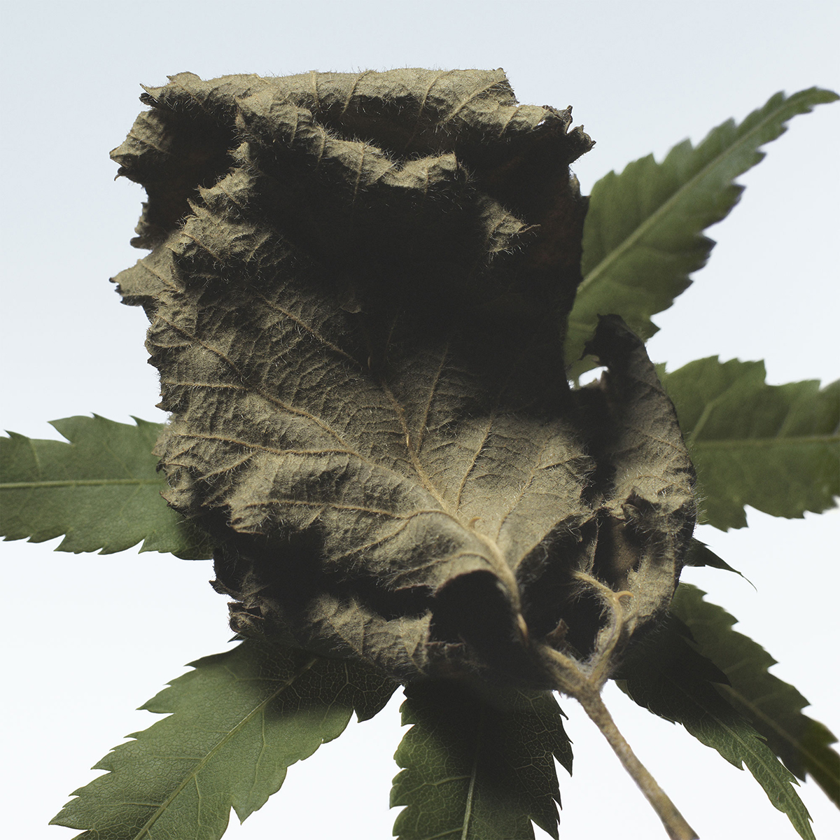 Dries Van Noten - Cannabis Patchouli Eau de Parfum