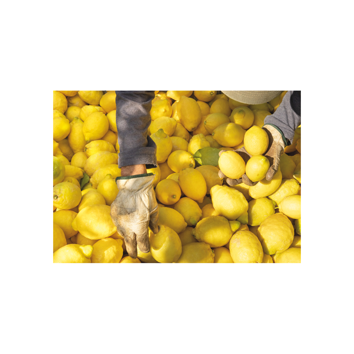 By Nez - Collective Lemon In Perfumery