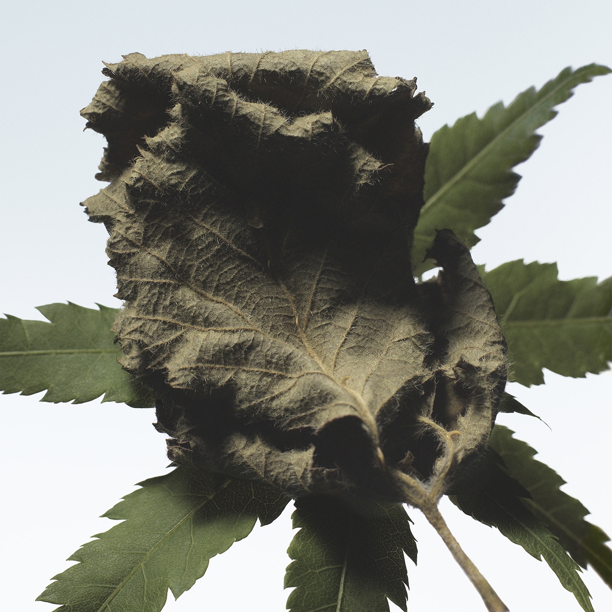Dries Van Noten - Cannabis Patchouli Eau de Parfum Refill