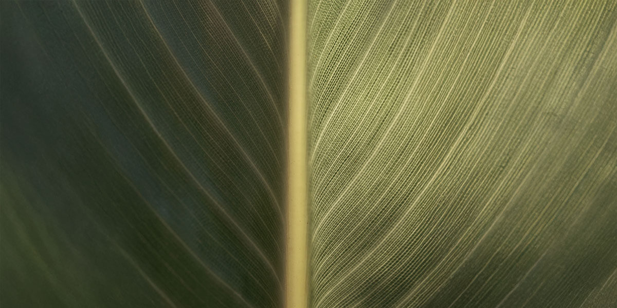 Tout sur les produits de beauté vegan chez Skins
