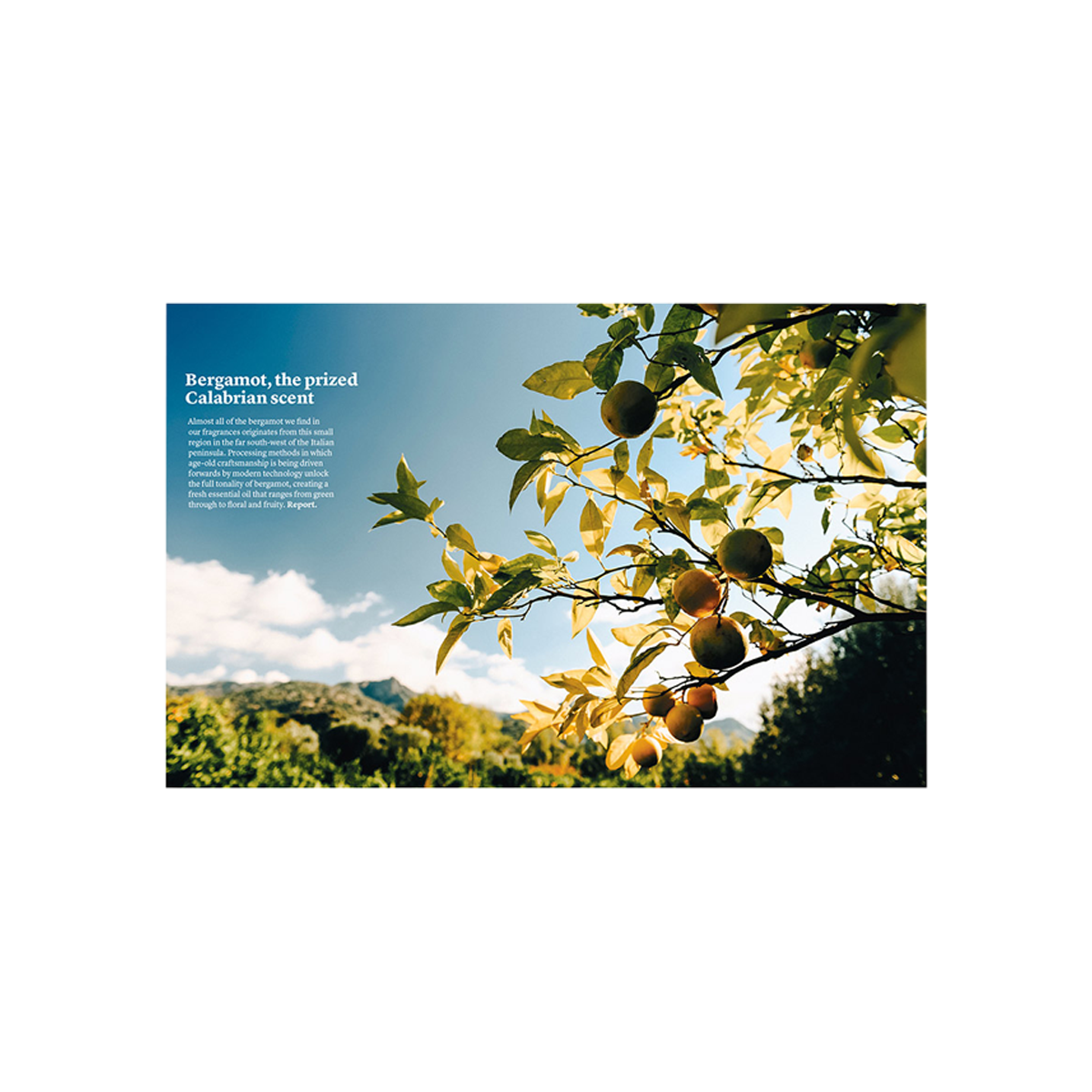 By Nez - The Olfactory Magazine 05 Natural And Synthetics