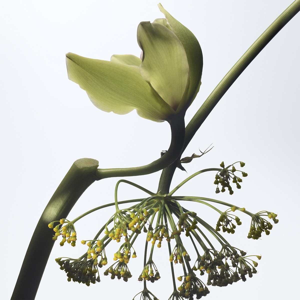 Dries Van Noten - Vanille Camouflage Eau de Parfum Refill