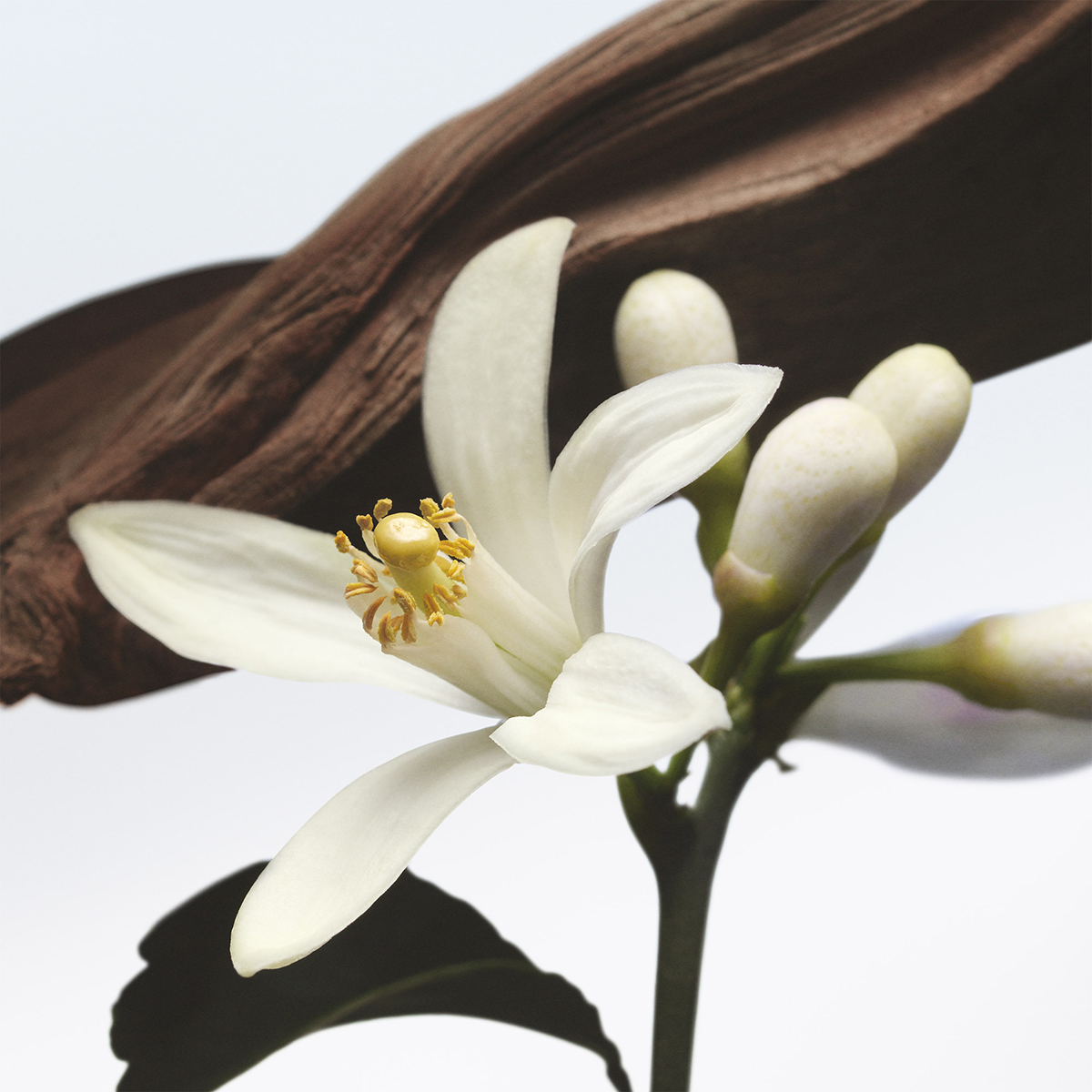 Dries Van Noten - J. de l'Orangerie Eau de Parfum Refill