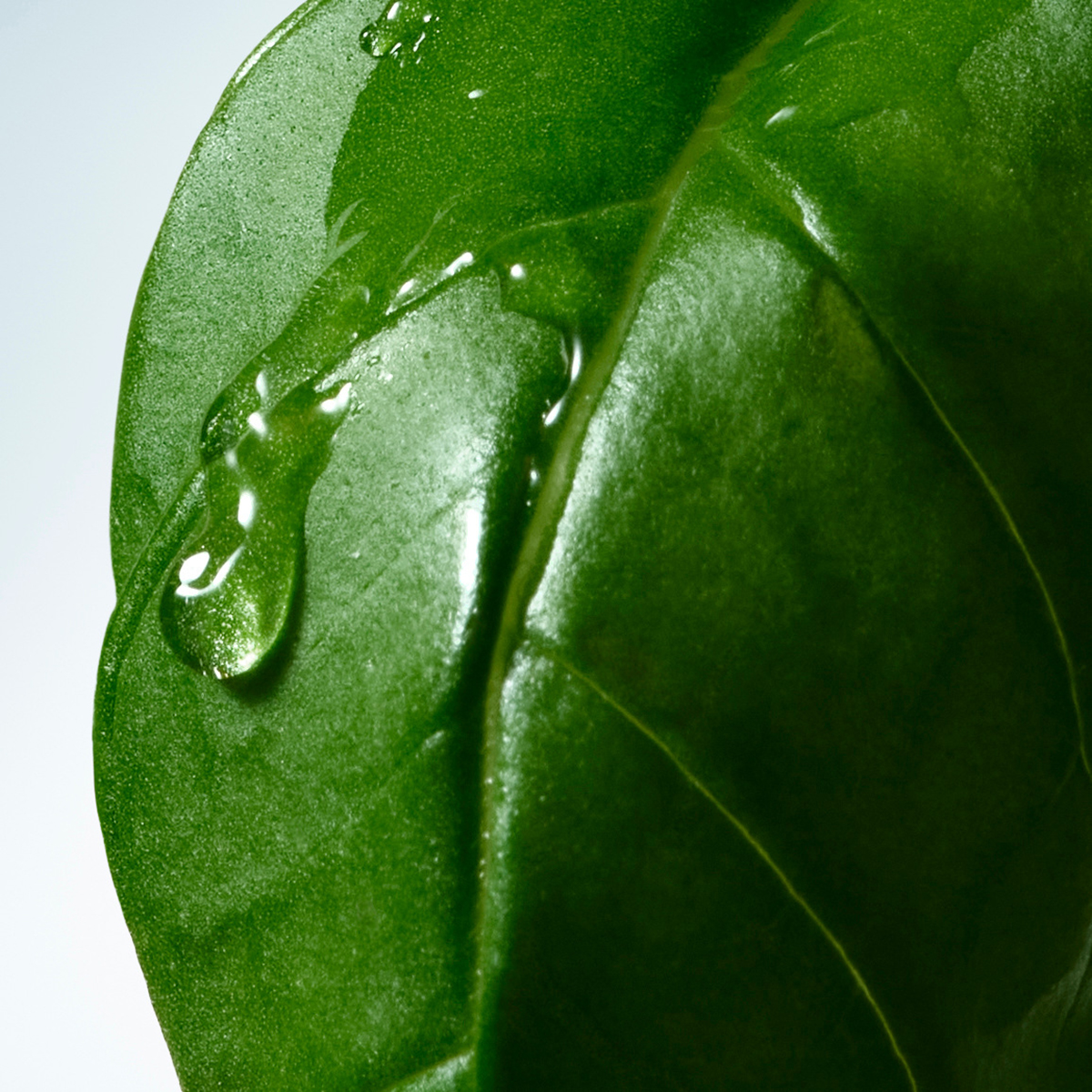 Dries Van Noten - Basil and Hinoki Liquid Soap Refill