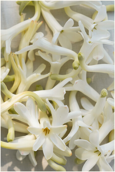 D'Orsay Flower Lust EXTDP 50ml - Skins