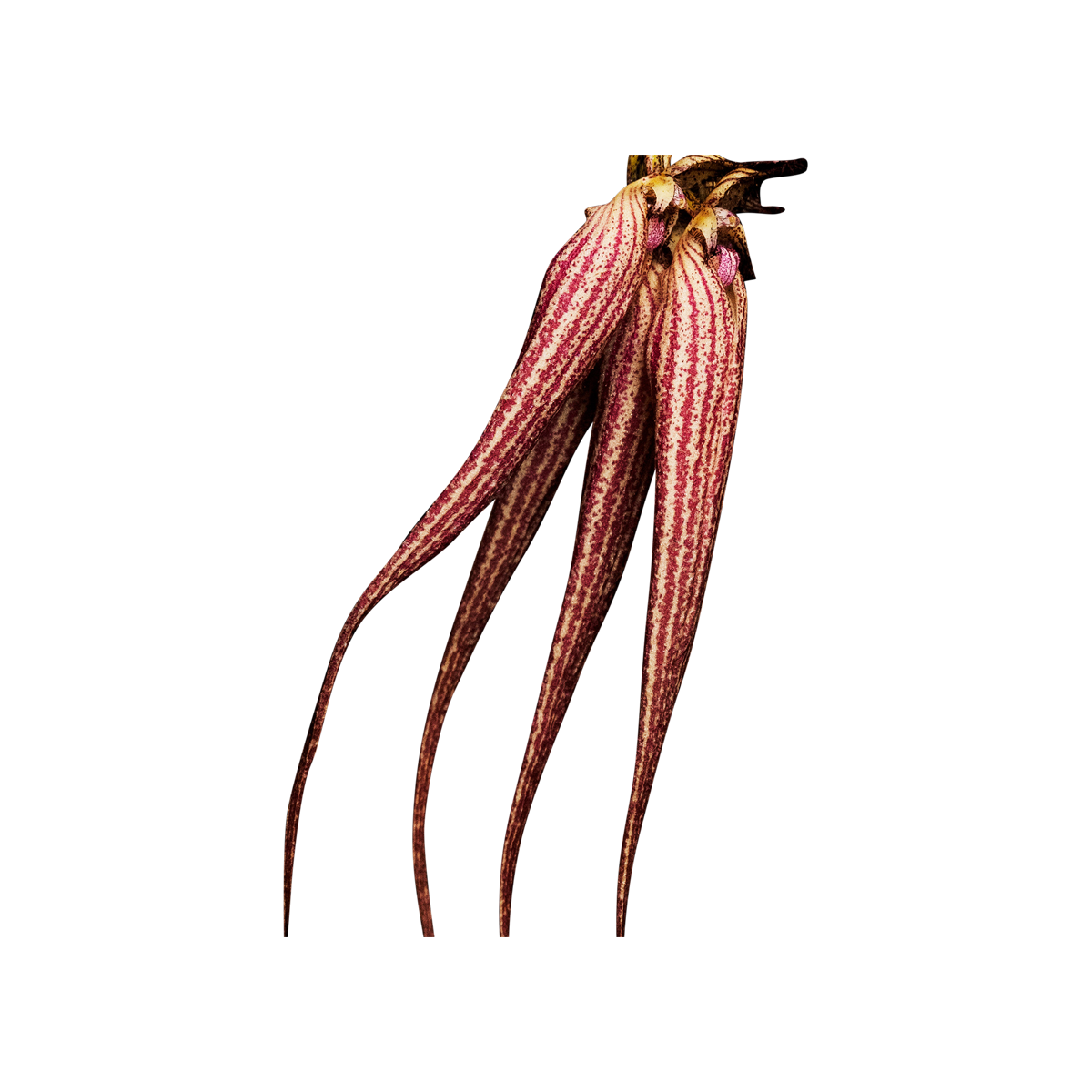 Byredo - Bal D'Afrique Absolu