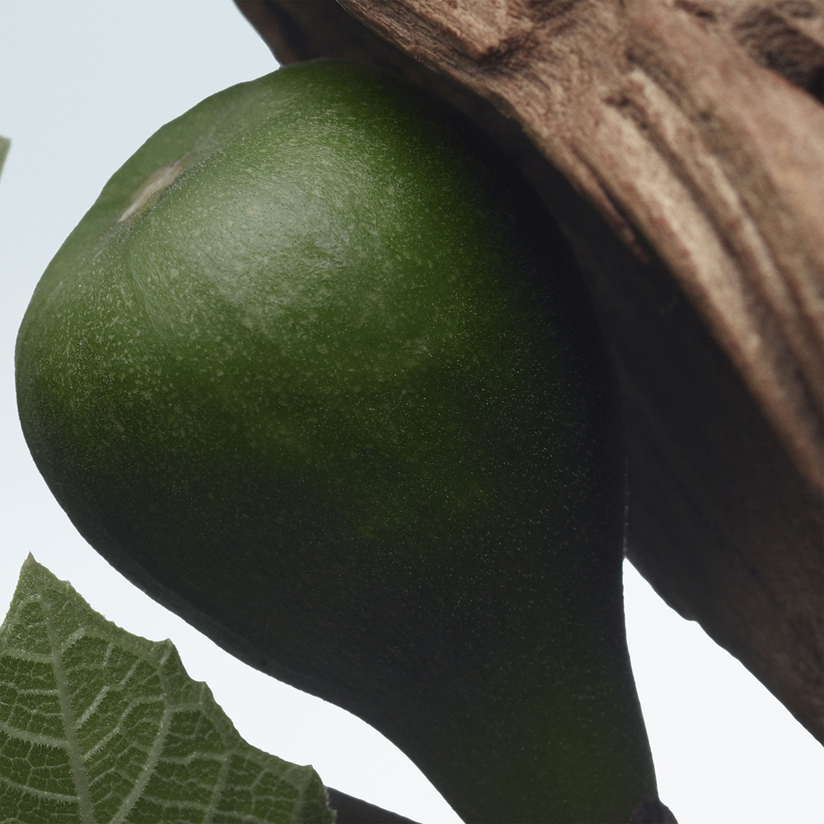 Dries Van Noten - Santal Greenery Eau de Parfum
