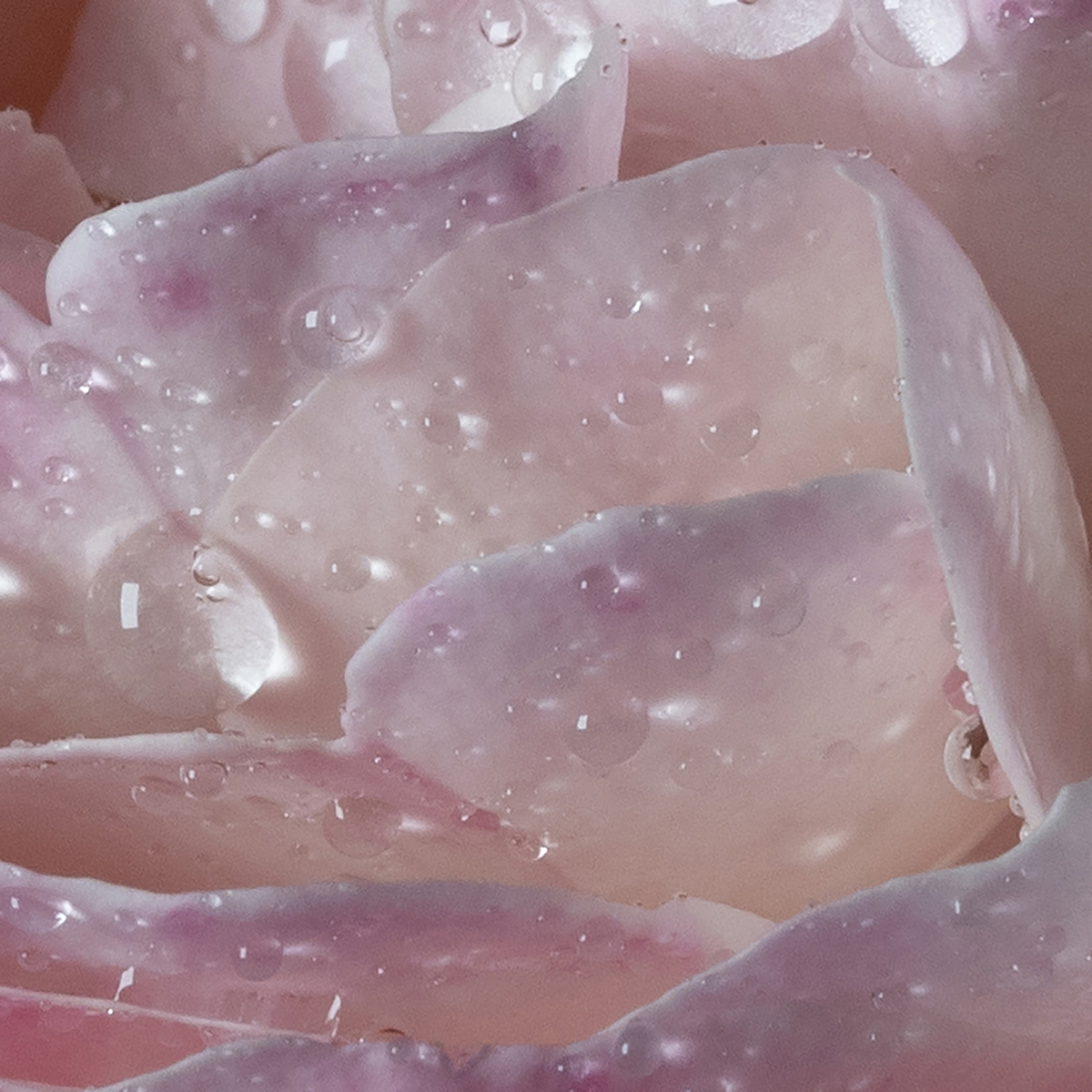 Maison Francis Kurkdjian - L'eau À la rose Eau de Toilette