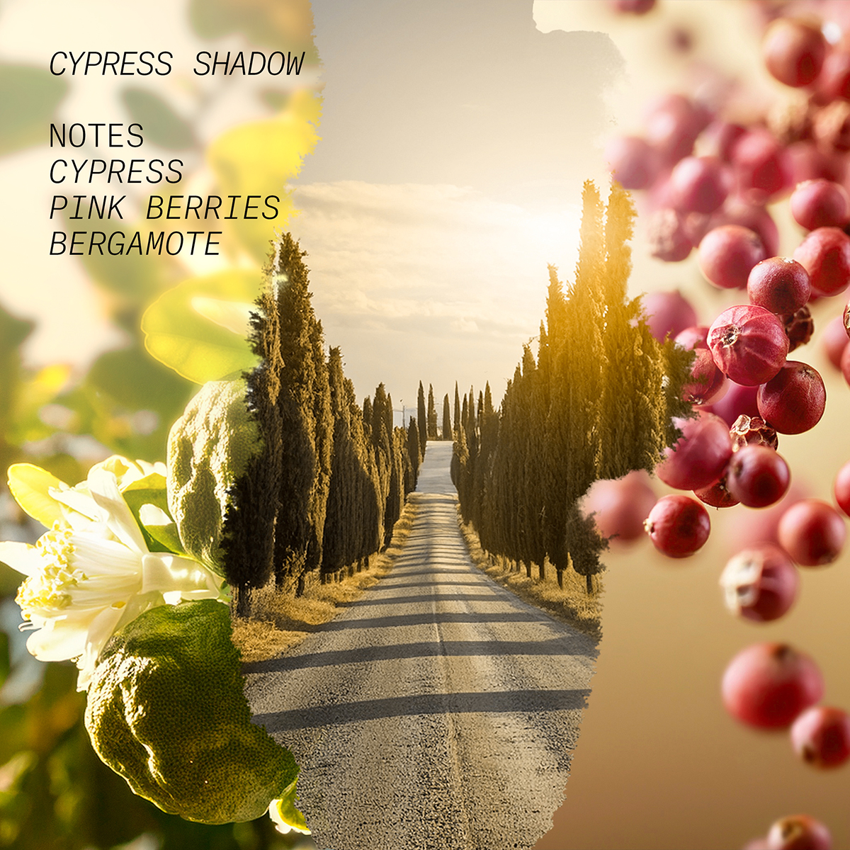 L’atelier Parfum - Cypress Shadow Eau de Parfum