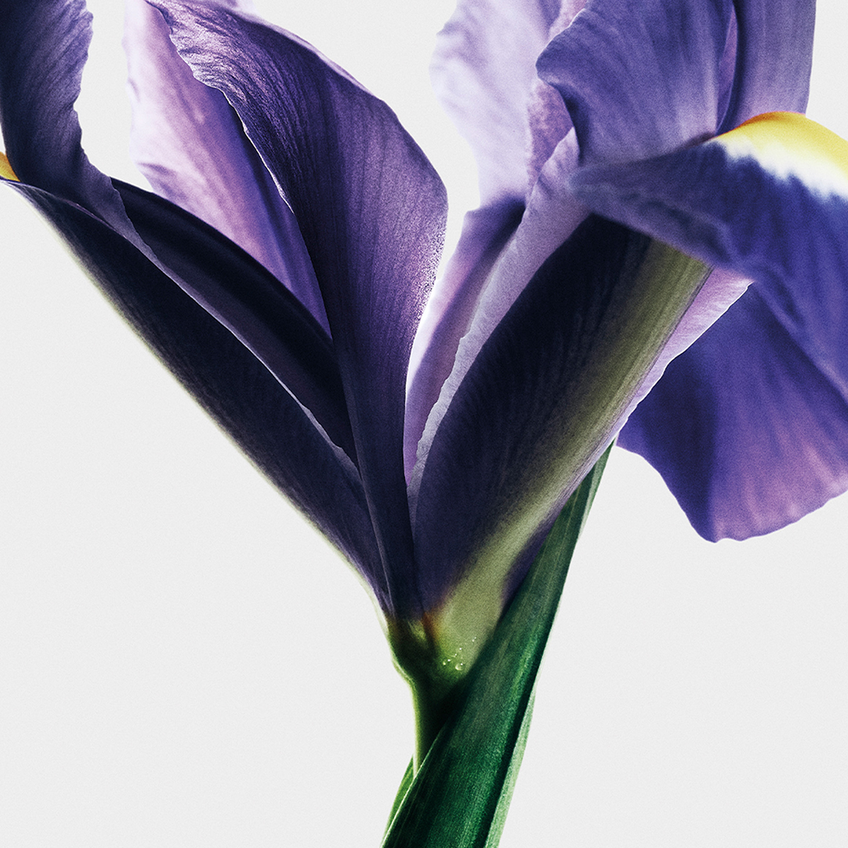 LOEWE - Iris Root Eau de Parfum