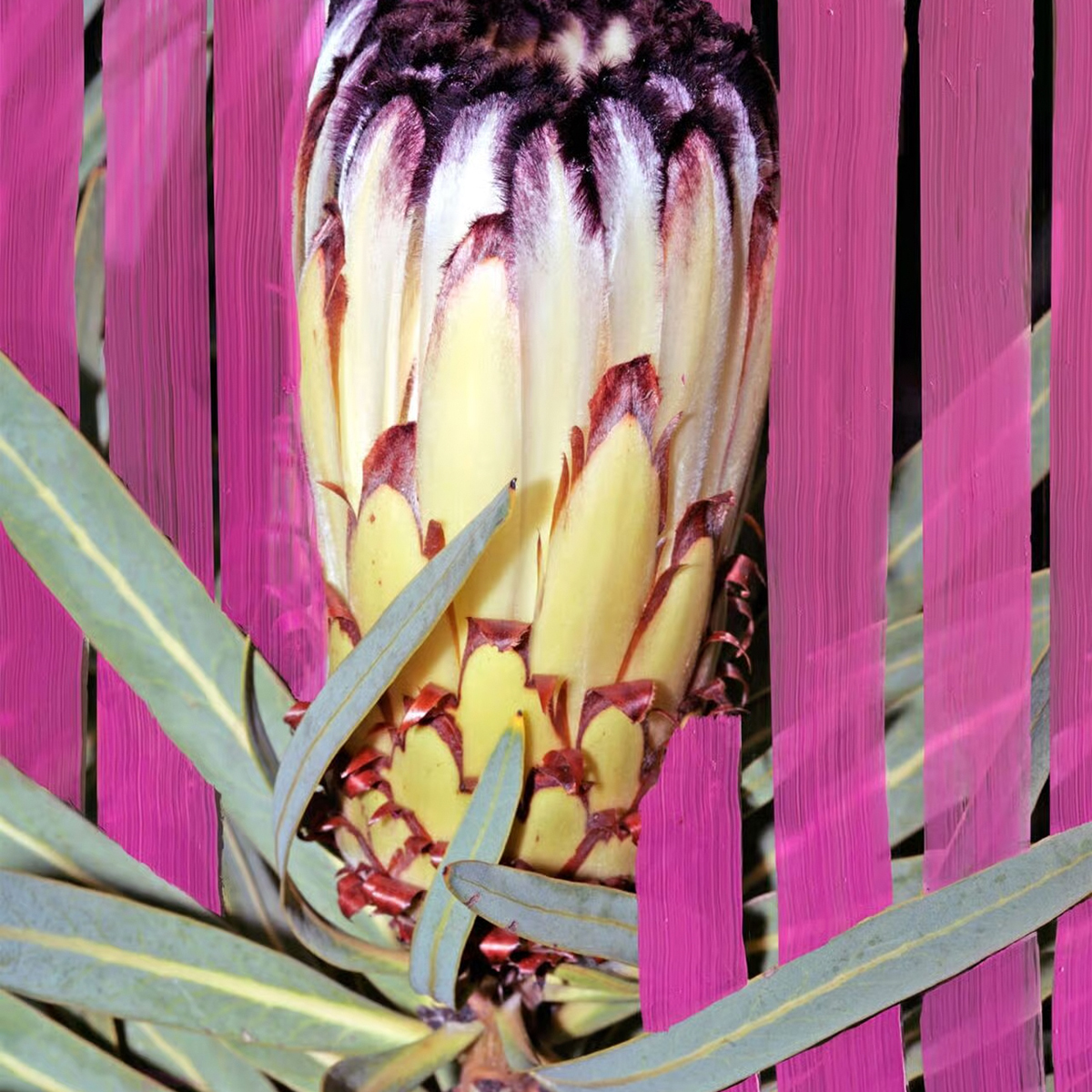 Byredo - Infloresecence Eau de Parfum