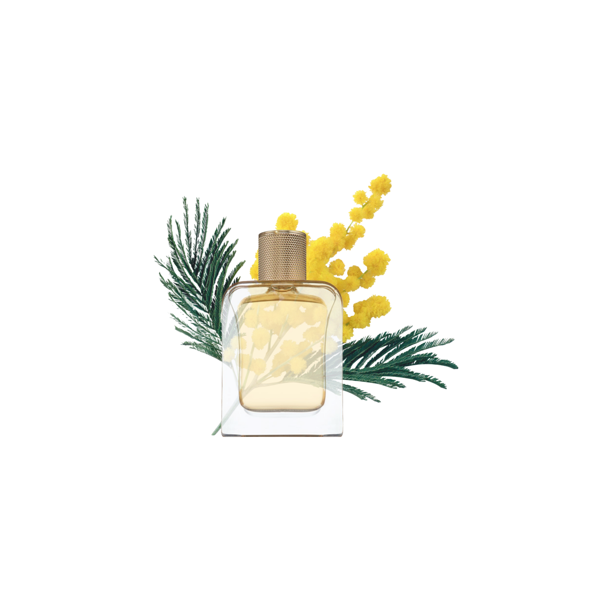 Veronique Gabai - Mimosa In The Air Eau de Parfum