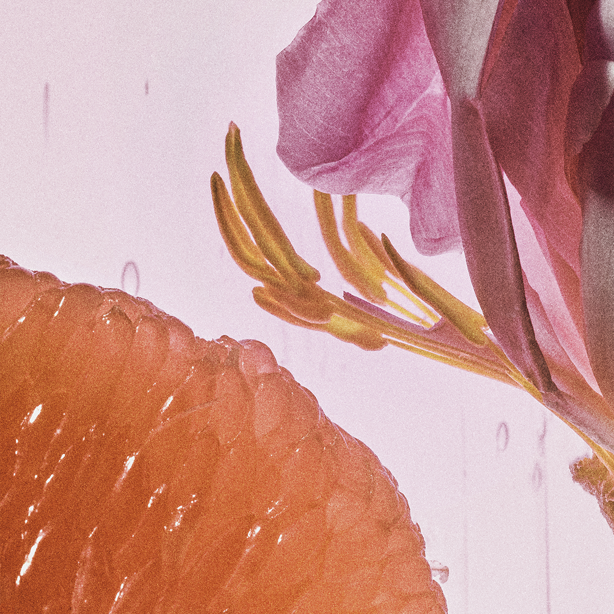 LOEWE - Rosetopia Eau de Parfum