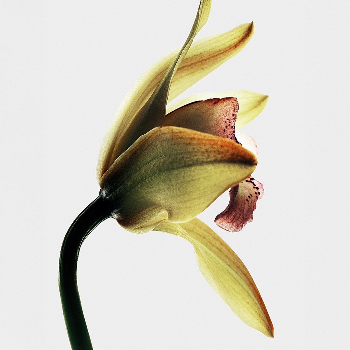 LOEWE - Roasted Vanilla Eau de Parfum