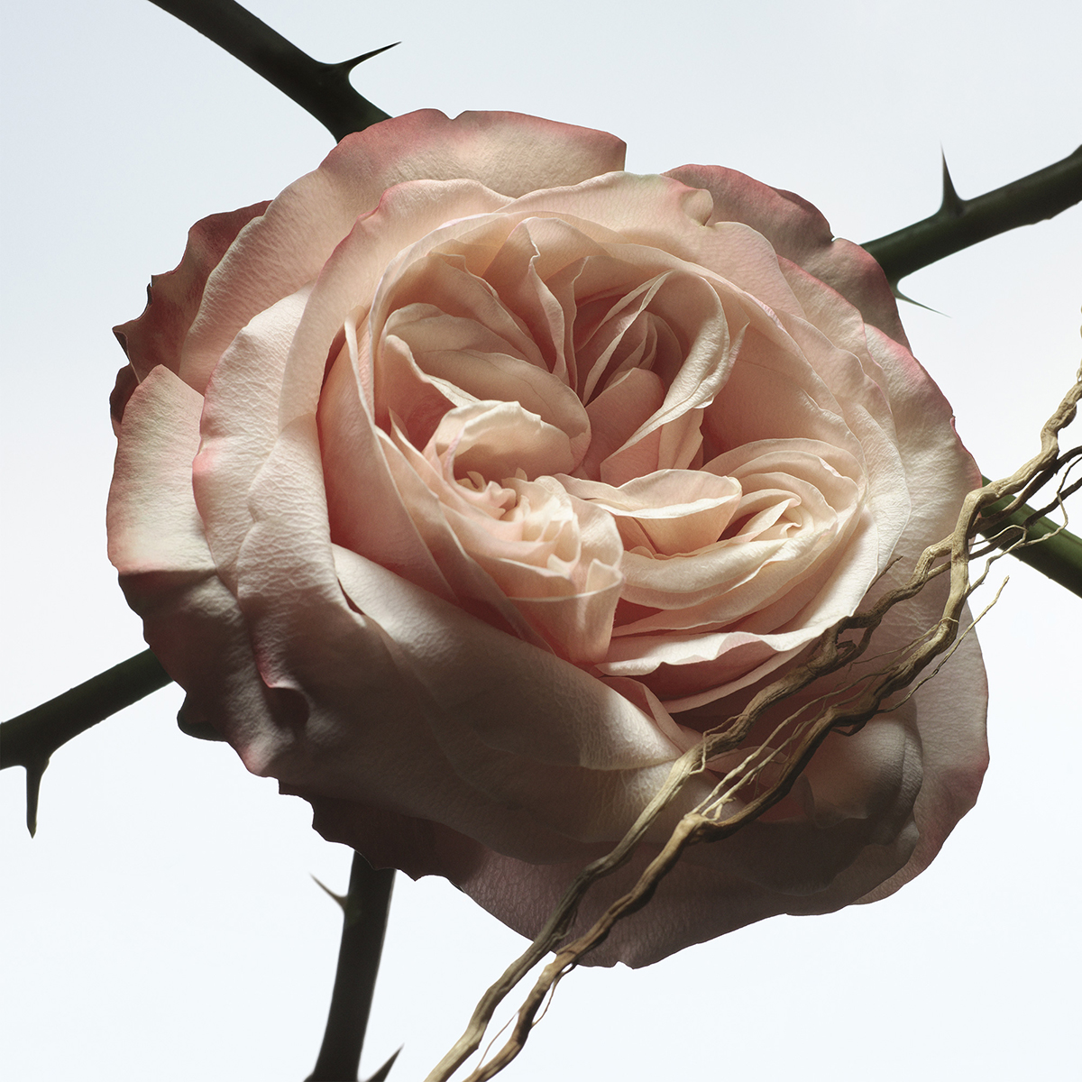 Dries Van Noten - Rosa Carnivora Eau de Parfum
