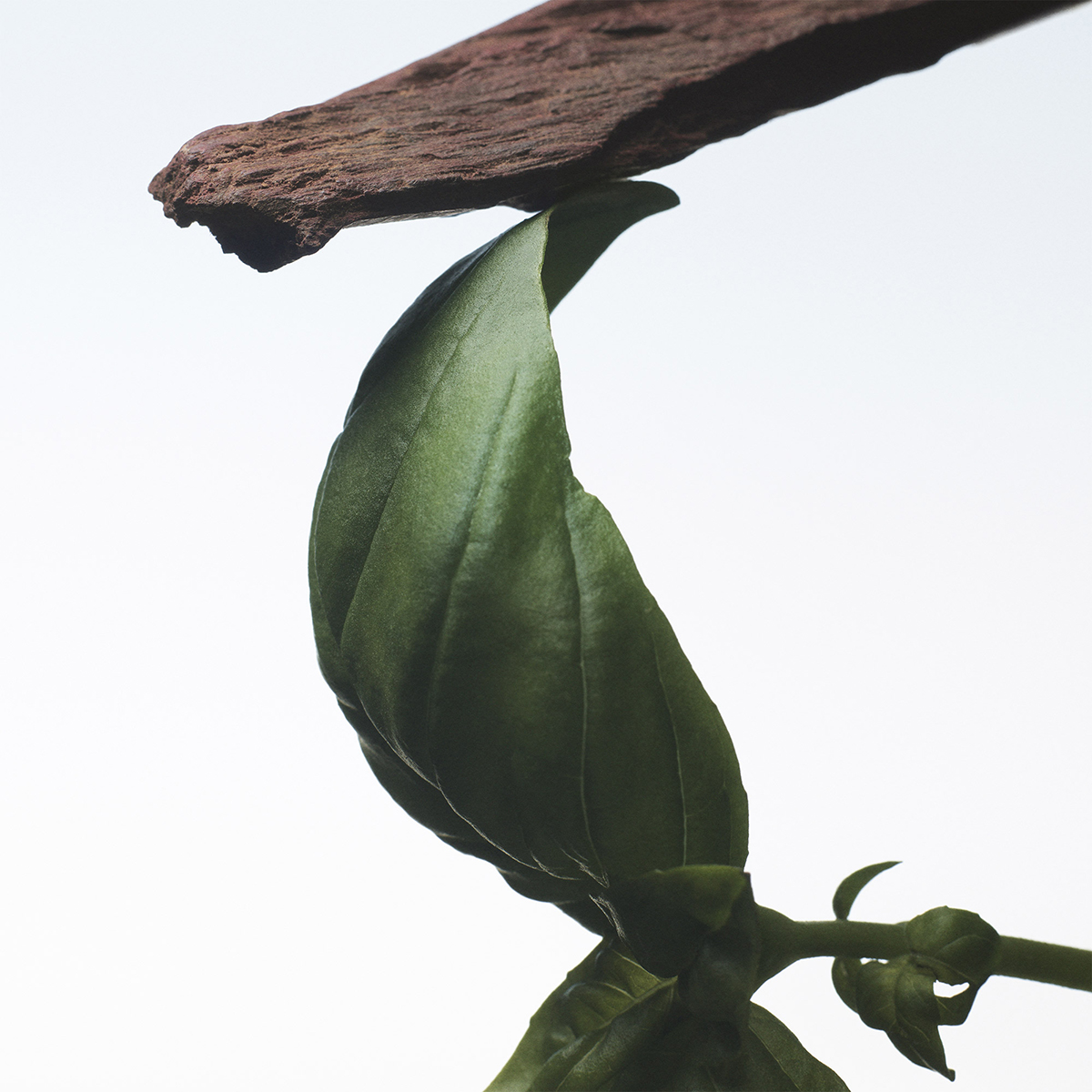 Dries Van Noten - Crazy Basil Eau de Parfum Refill
